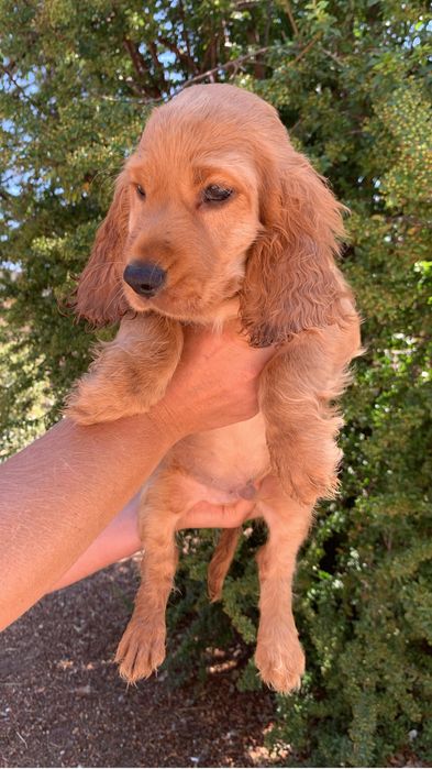 Cocker spaniel baietel