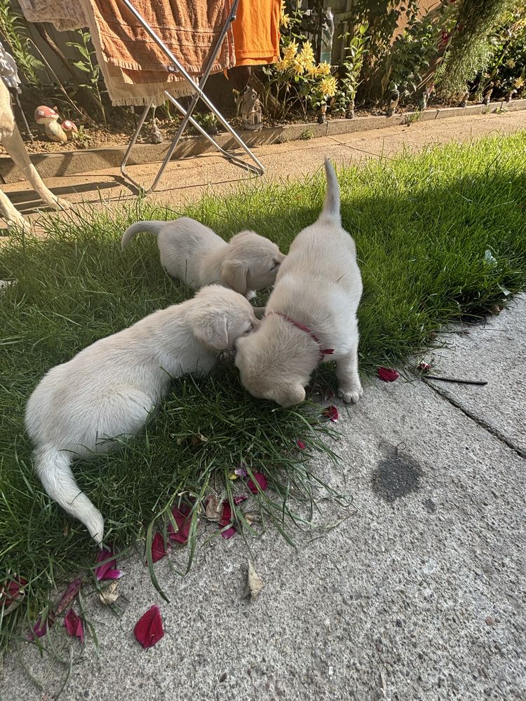 Labrador retriever alb