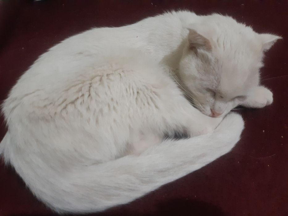 Mushuk aqlli va uyinqaroq