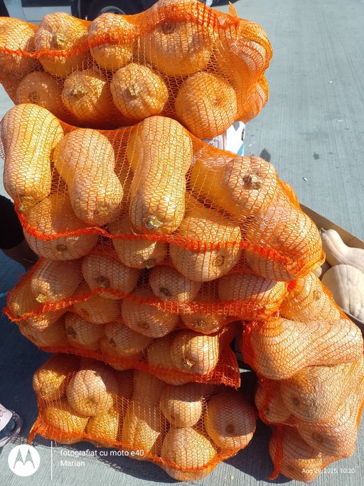 Dovleac plăcintar soi Matilda f1