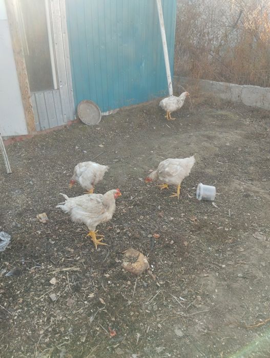 Бройлер тауықтар