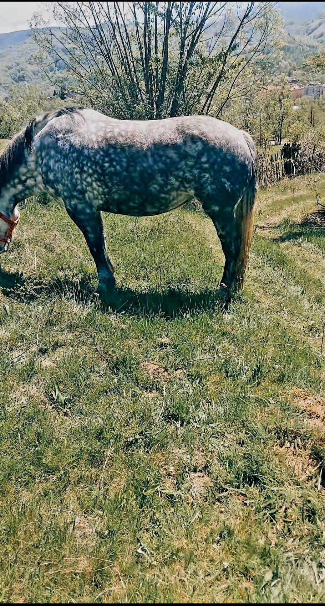 VAND iapa Percheron
