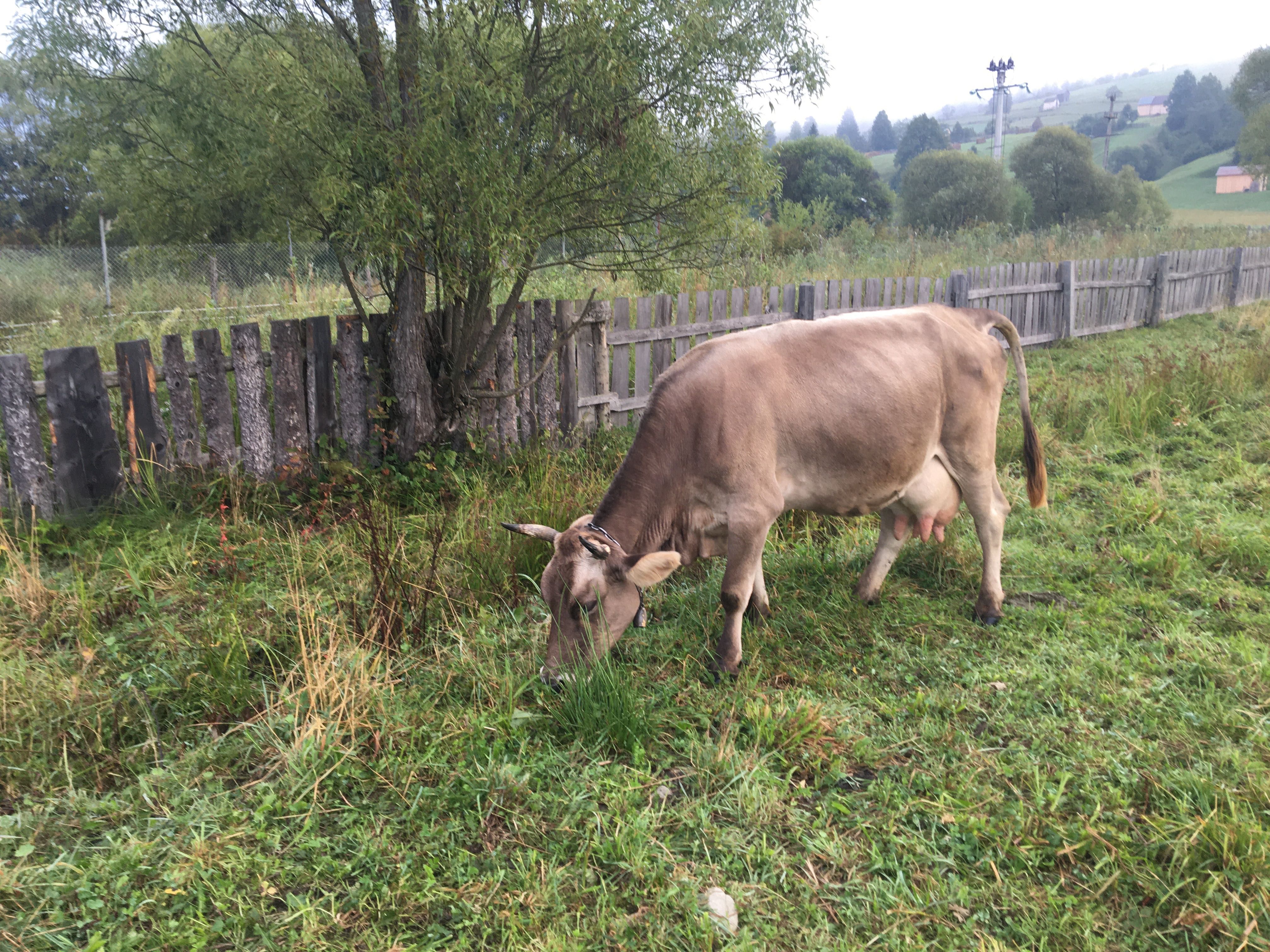 Brună de mararmures