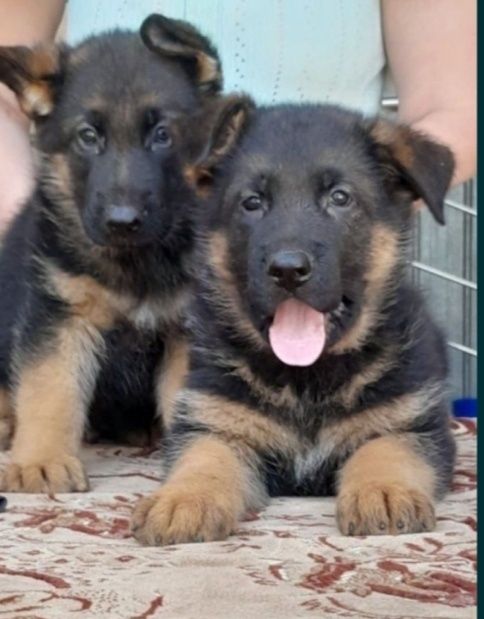 Продам щенков немецкой овчарки