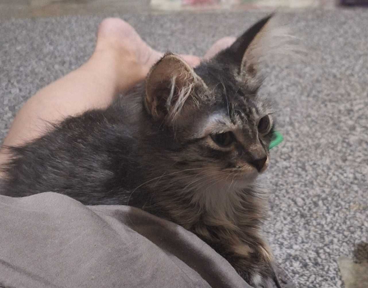 Породистые котята