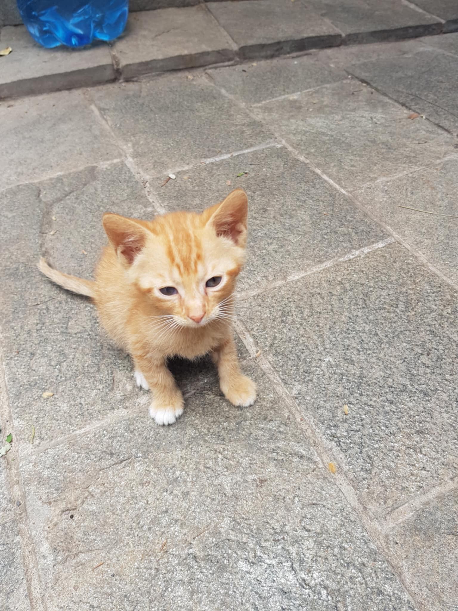Подаряват се малки котенца