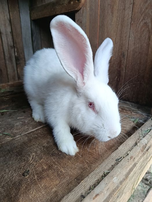 Продам кроликов 2000т