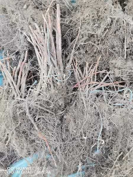 Малини разсад херетидж