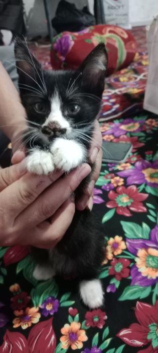 Милый котенок по кличке черныш. Одам в добрые руки