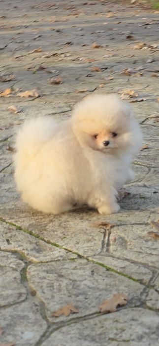 Померан,померанче мини момченца!