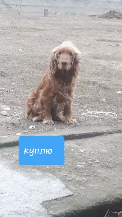 Спаниель еркек/кабель