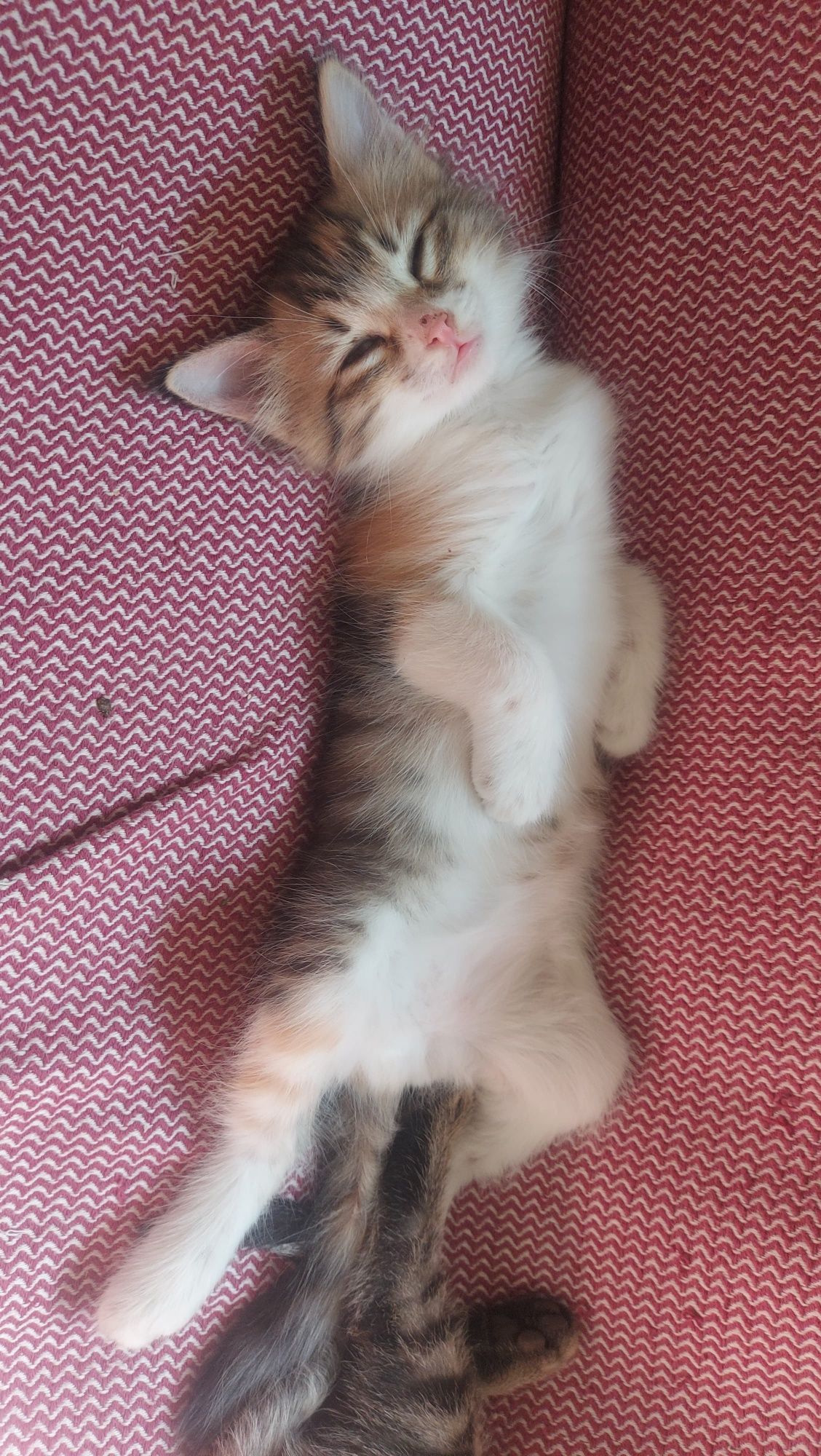 Отдам котят заботливым людям
