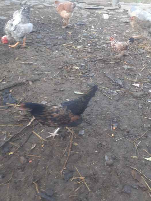 Gainuse pitice și cocoși