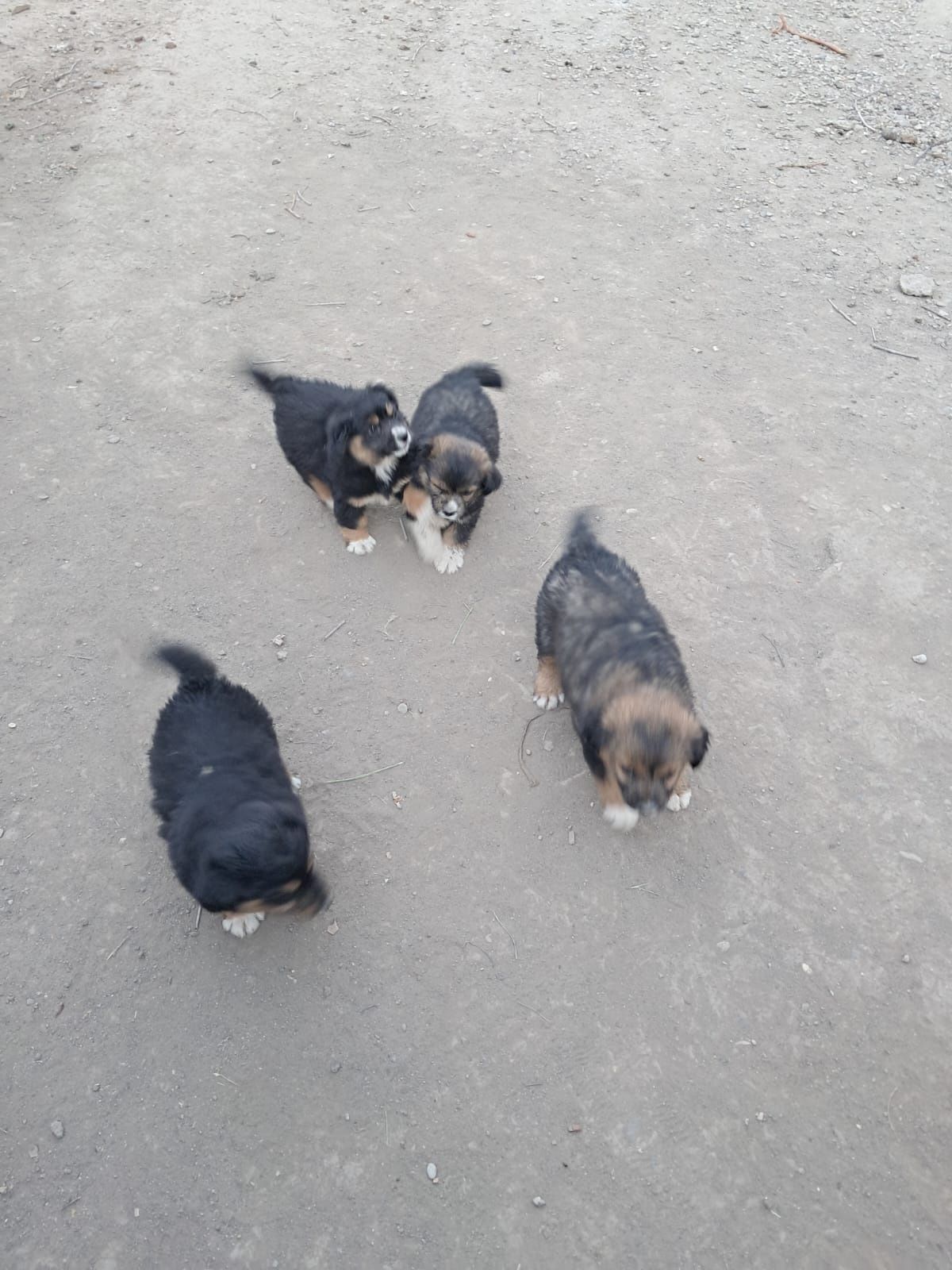 Donez catelusi talie mica
