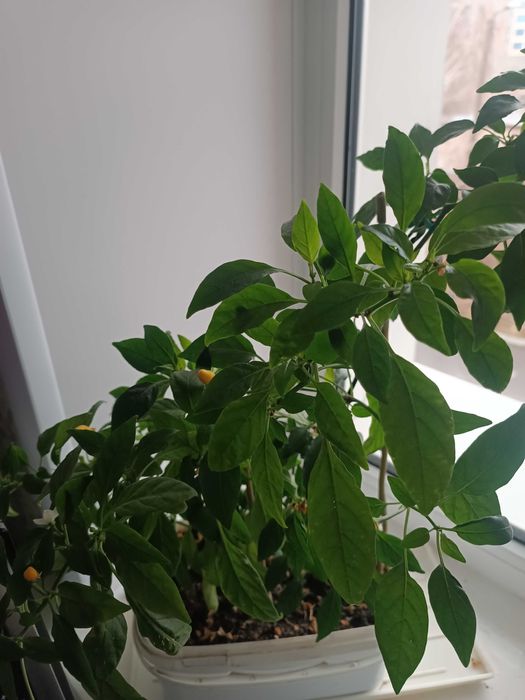 Продам Перец комнатный острый растет на подоконнике разноцветный