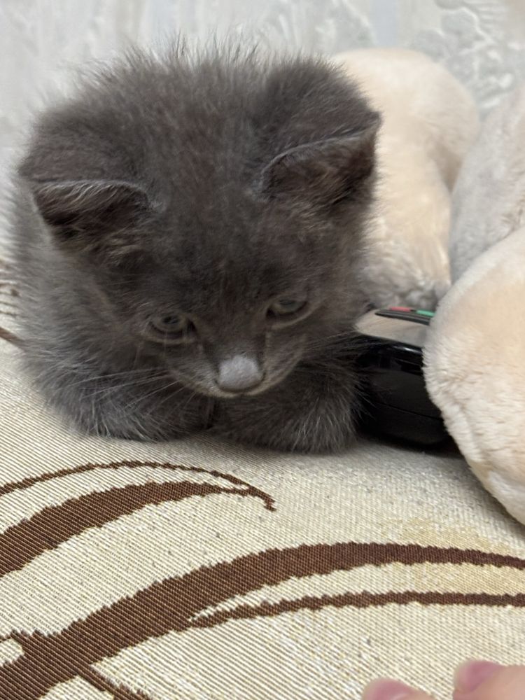 Котенок в добрые руки