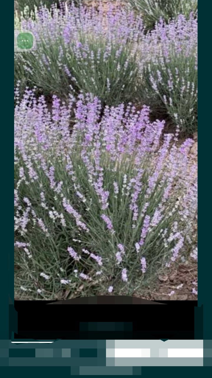 Tufe lavanda (4 ani) , en gross