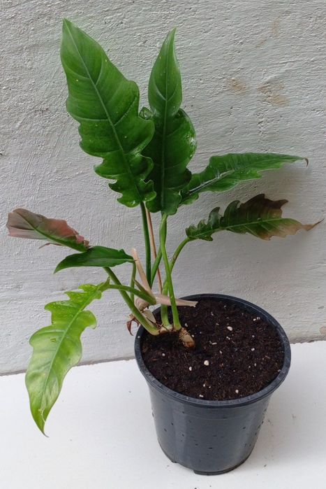 Филодендрон (Philodendron Narrow). Экзотические цветы для дома и офиса