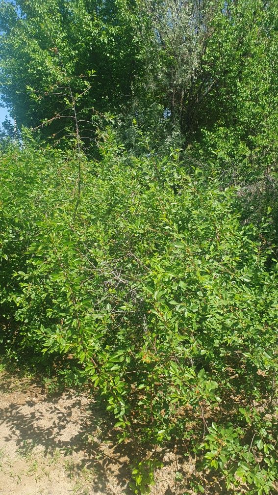 Продам дачу. Районе Сабалак. Общество Раушан