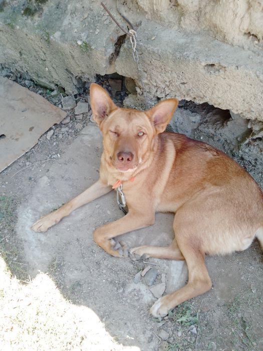 Продам собаку девочка