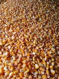 Porumb productie 2025