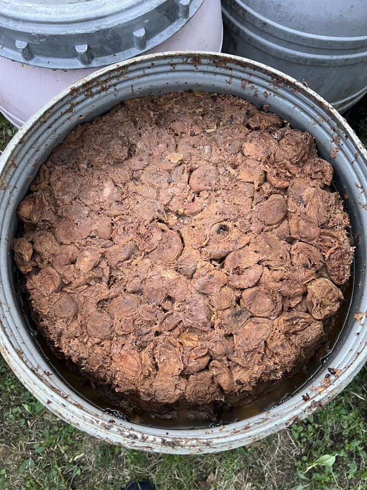 Struguri nestorsi, prune, piersici, pere