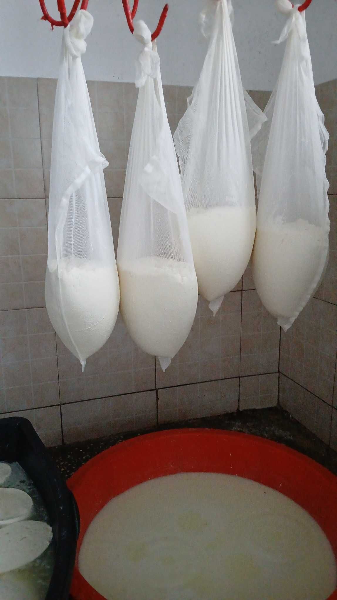 Vand branza proaspata de capra, en gros 35 lei/kg.