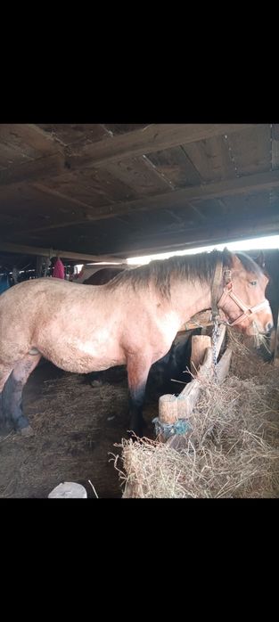 Mânz 2 ani fff cuminte