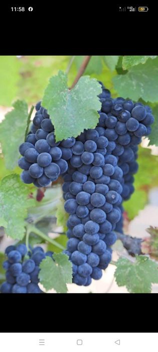 Vănd struguri de vin producție 2025 cu transport la domiciliu