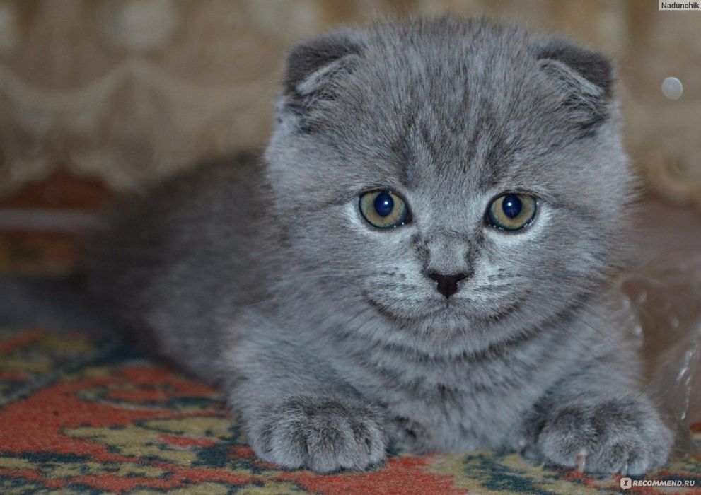 Продаются Котята Scottish fold  и  Straight