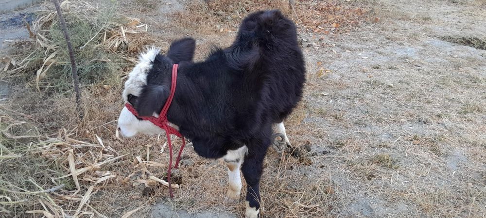 Ангусга сментал гибрид 4, 5ойлик сутдан чикган