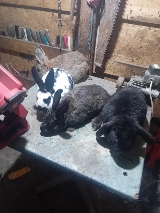 Iepuri diferite rase