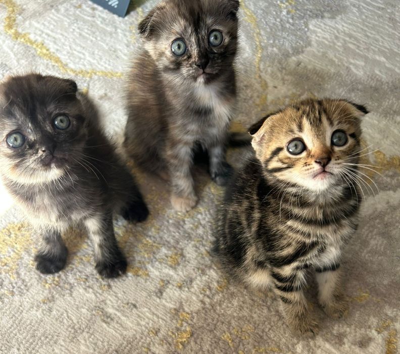 Котята шотландские вислоухие мысыктар. котёнок. мысык
