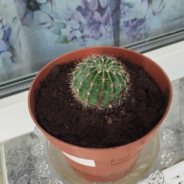 Декоративни кактуси