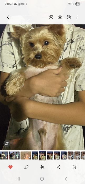 Иоркширский терьер