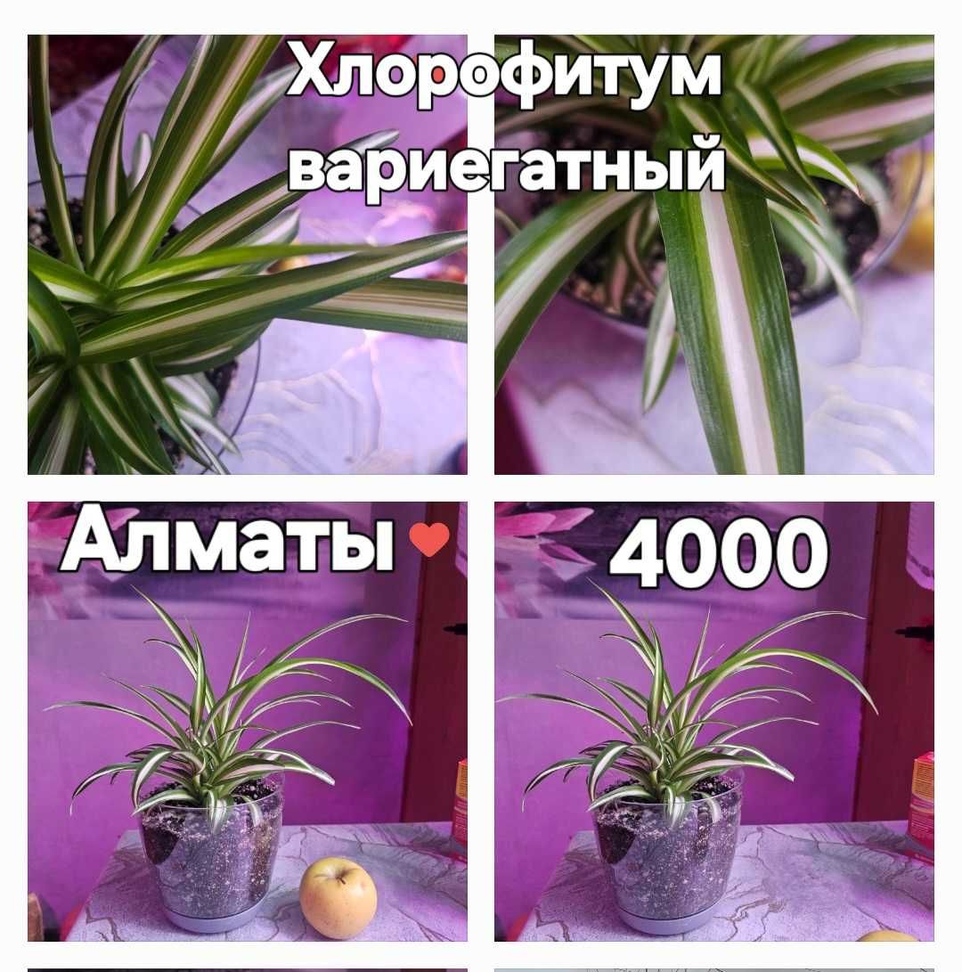 Хлорофитум океан, вариегатный.
