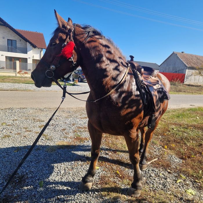 De vanzare  iapa murga