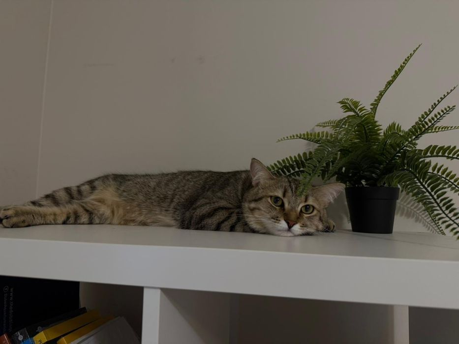 Отдам кошку, чистая красивая