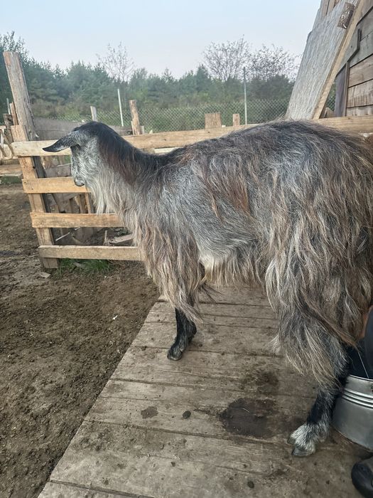 Capre bune de lapte de vanzare