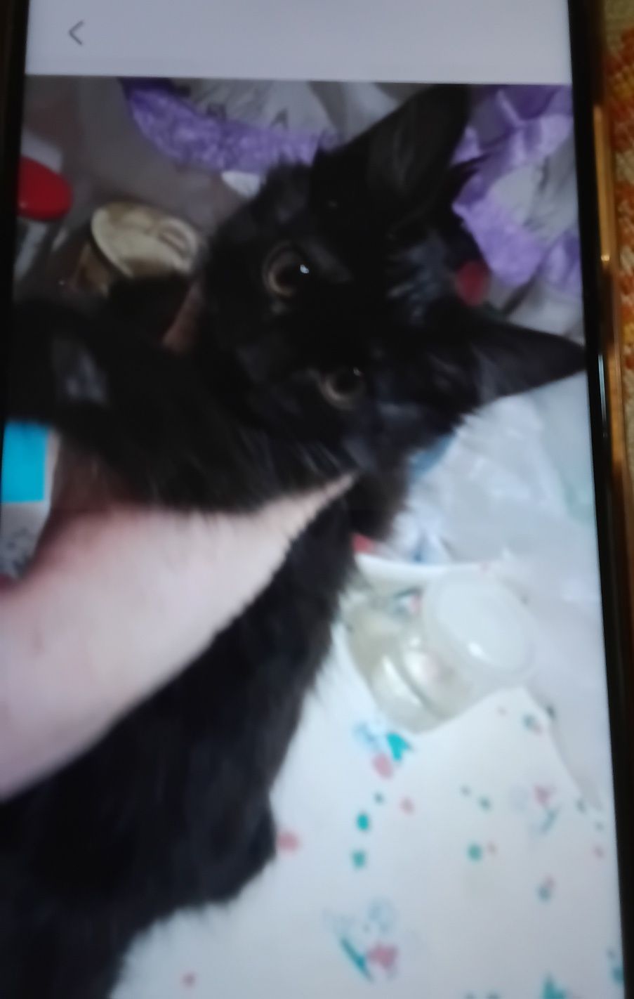 Милый чёрный котерок в добрые руки