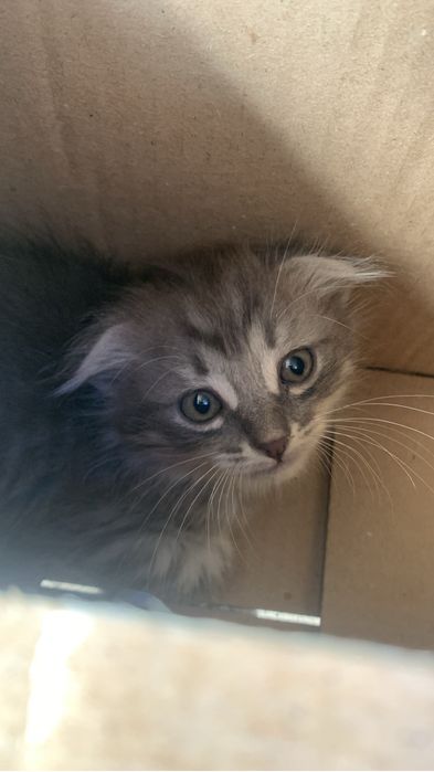 Продам пародистого котенка