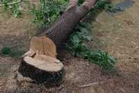 Дърва, дървесина, дървен материал, дървета за сеч