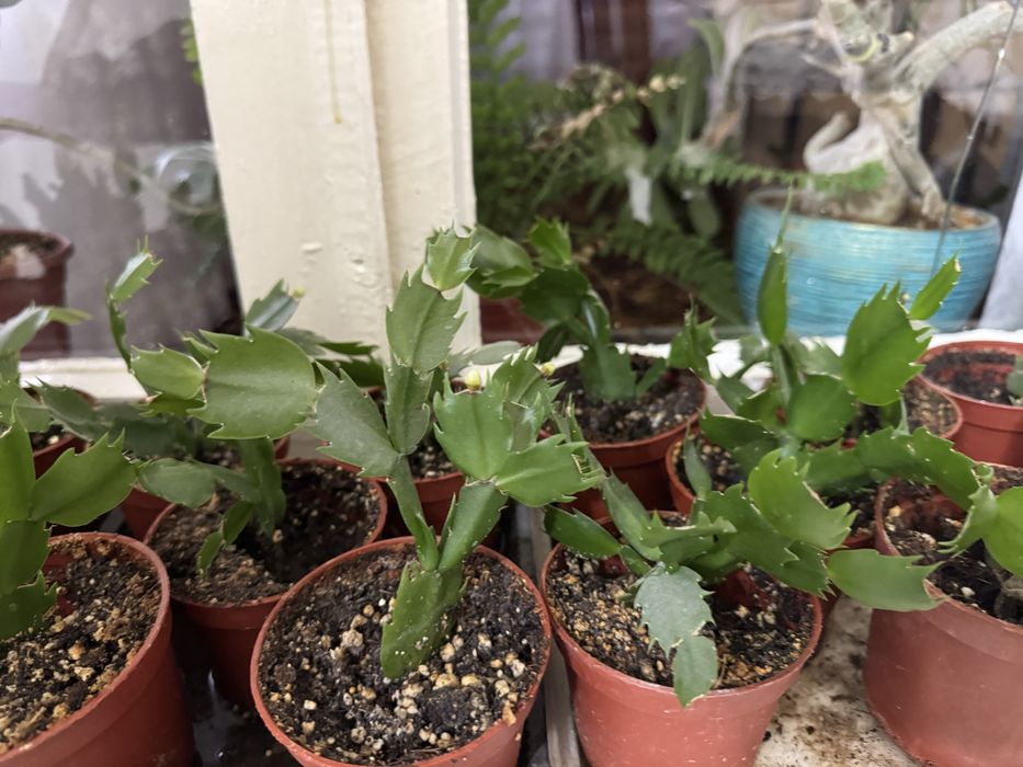 Шлюмбергер (декабристы)