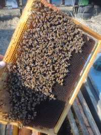 Vând roi și familii albine