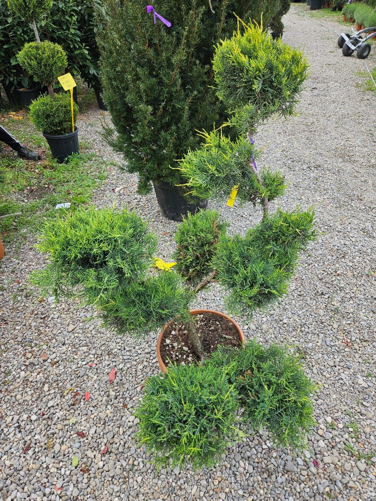 Juniperus bonsai etc