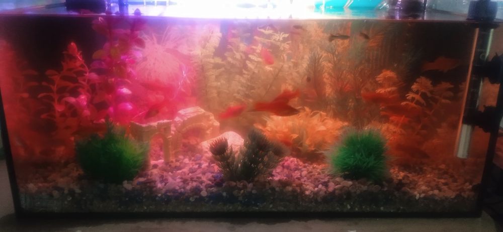 Vând acvariu 60 litri Aquael cu pești și echipat complet