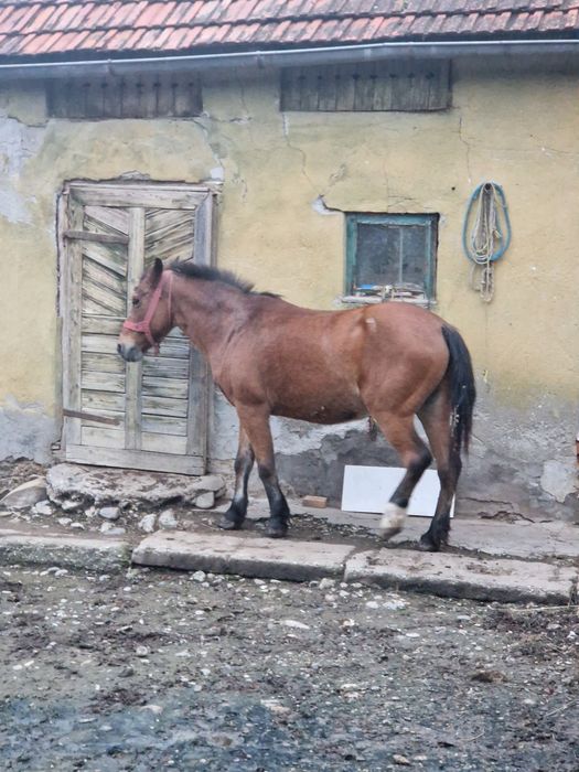 Vând cal comuna Chiochis, sat Țentea
