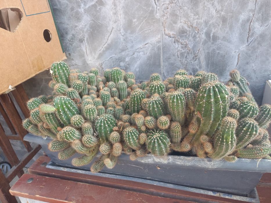 Кактусы цветущие