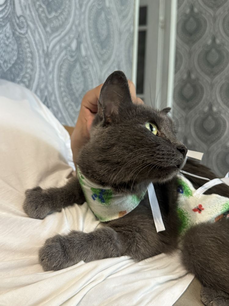 Кошка, кот, котёнок