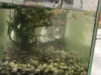 Продаётся аквариум с рыбками